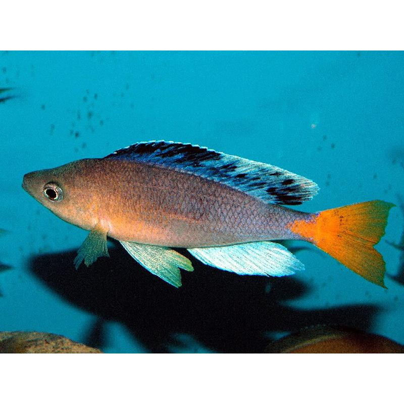 Cyprichromis leptosoma jumbo katete - imagine 3